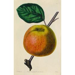 Apple (Plate 84)