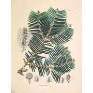 Old, Antique map image download for Cephalotaxus drupacea.