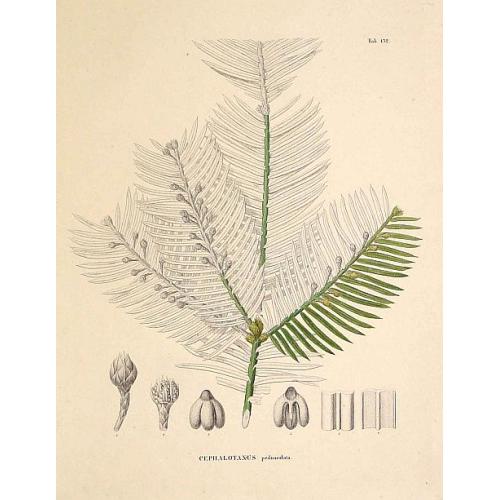 Old map image download for Cephalotaxus pedunculata.