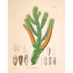 Araucaria brasiliana.