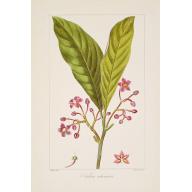 Old, Antique map image download for Ardsia solanacea.
