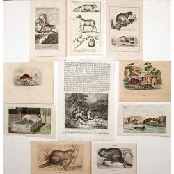 Collection of prints of Castors. [10 prints]