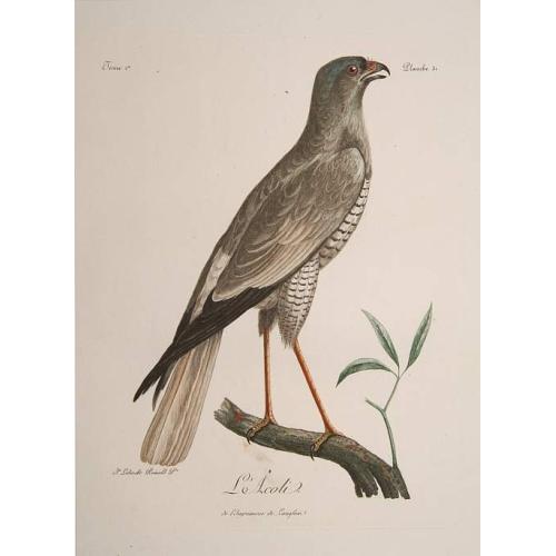 Rare, antique map of  L'Acoli.