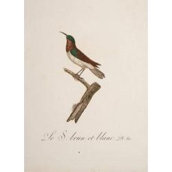 Le S. Brun et Blanc. Pl.81.