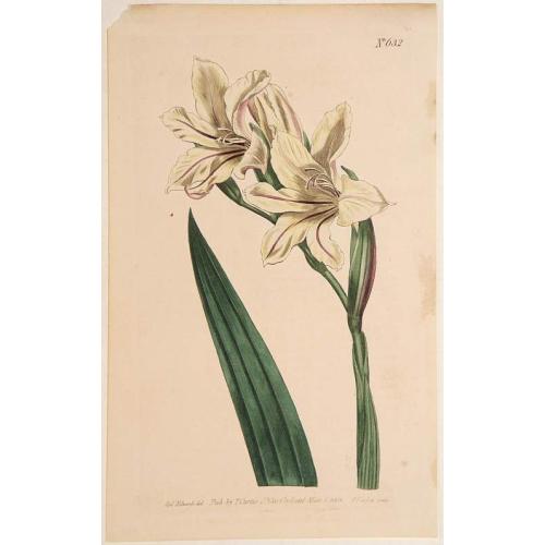Flower (Plate 632).