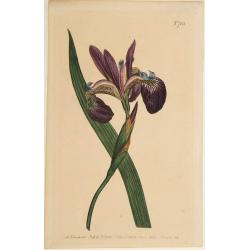 Flower (Plate 703).