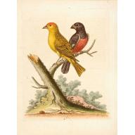 Old, Antique map image download for Small birds from Angola.