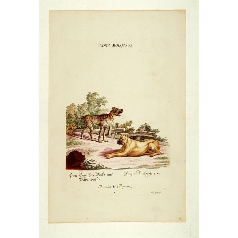 Dogue d'Angleterre.