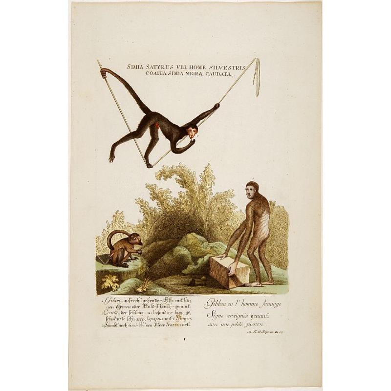 Gibbon ou l'homme sauvage..