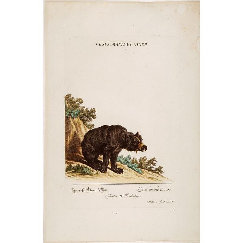 L'ours grand et noir.