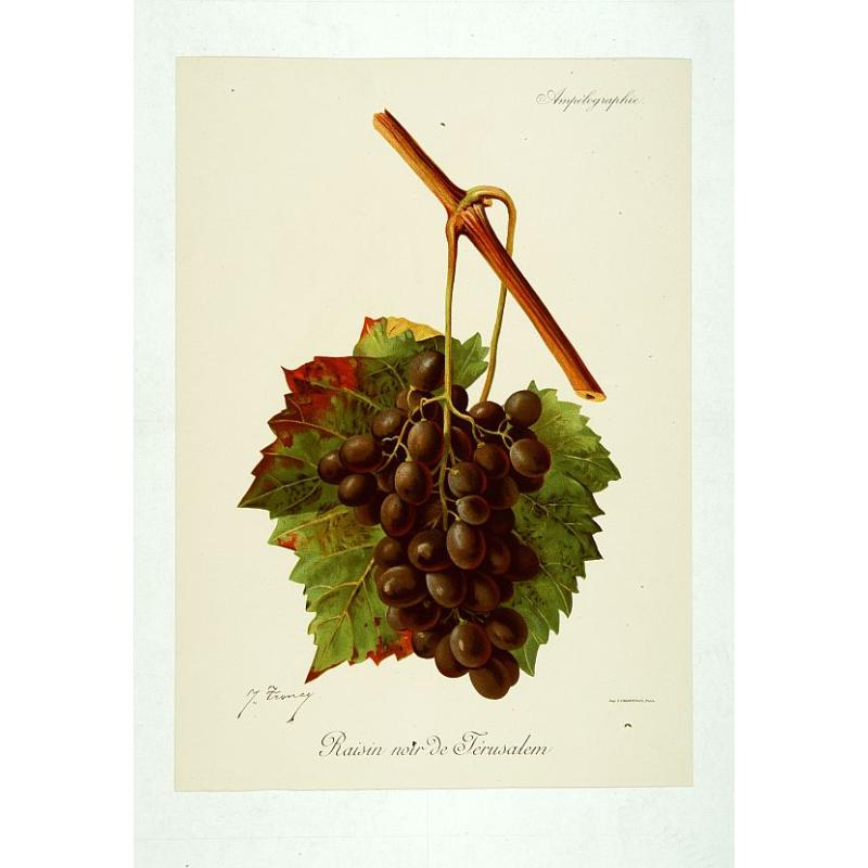 Raisin noir de Jérusalem