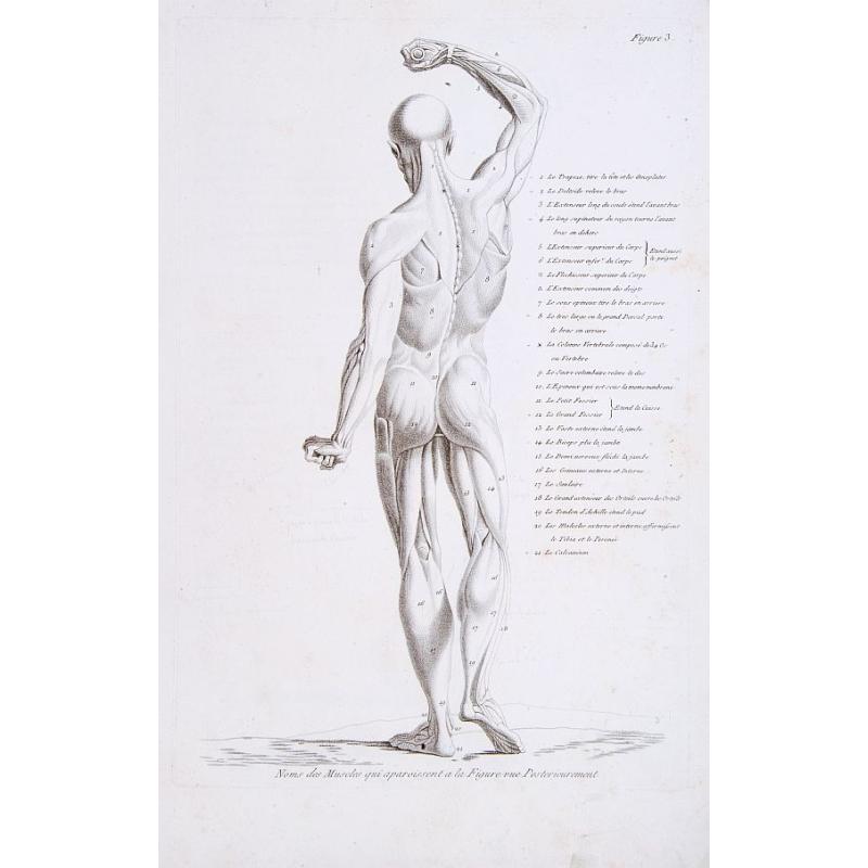 Noms des Muscles qui aparoissent a la Figure vue Posterieurement.
