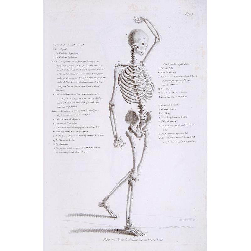 Noms des Os de la Figure vue anterieurement.