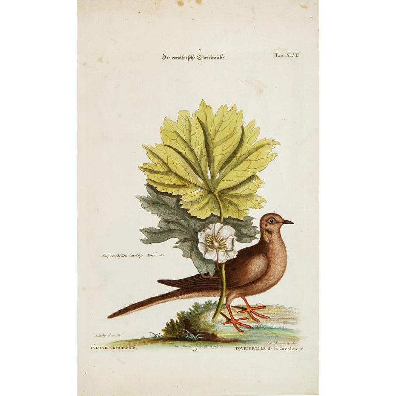 Tourterelle de la Caroline.