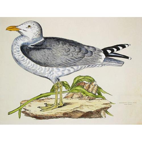 Old map image download for Herring Gull, Old. Summer Plumage. Plus 2 other bird prints by Pagelet and 4 of Bortzelles