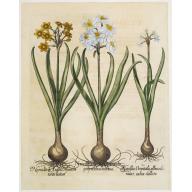 Old, Antique map image download for Narcissus nobilis Orientalis polyanthosmixtus ..