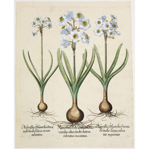 Narcissus Polyanthos Orientalis calice medio luteus. Odoratus maximus.
