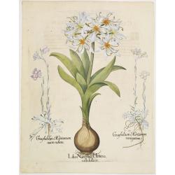 Lilio Narcissus Hemerocalli disfacie.