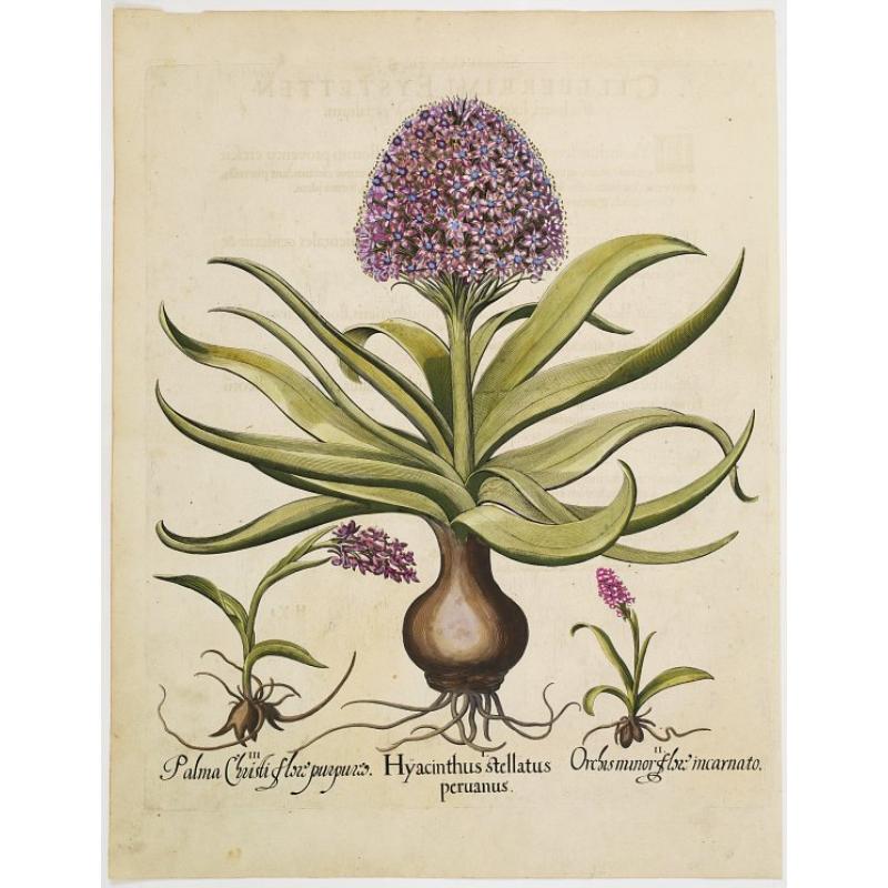 Hyacinthus stellatus peruanus.