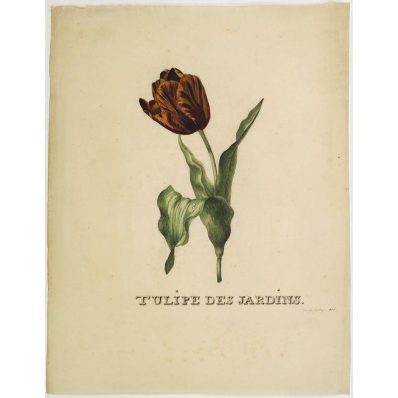 Tulipe des Jardins.