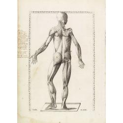 Anatomical print. TAB. XXIX.