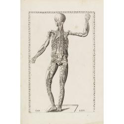 Anatomical print. TAB.XXIV.