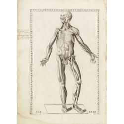 Anatomical print. TAB. XXXII.