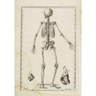 Old, Antique map image download for Anatomical print. TAB. XXXXIV.