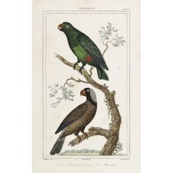 OISEAUX. 1. Le Perroquet vert - 2. Le Mascarin.