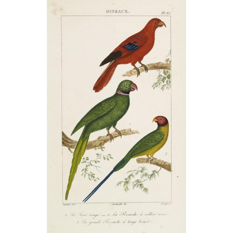 OISEAUX. 1. Le Lori rouge - 2. La Perruche à collier rose. - 3. La grande Perruche à longs trins.