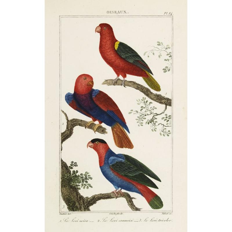 OISEAUX. 1. Le Lori noira - 2. Le Lori cramoisi. - 3. Le Lori tricolor.