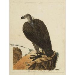 Bengal. Vulture, N.° 16.