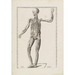Anatomical print. TAB.XXIV.