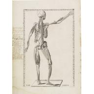 Old map image download for Anatomical print. TAB. XXXVI.