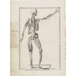 Anatomical print. TAB. XXXVI.