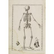 Old, Antique map image download for Anatomical print. TAB. XXXXIV.