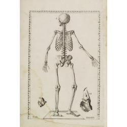 Image download for Anatomical print. TAB. XXXXIV.
