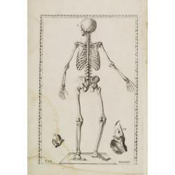 Anatomical print. TAB. XXXXIV.