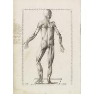 Old, Antique map image download for Anatomical print. TAB. XXIX.