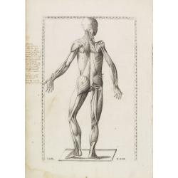 Anatomical print. TAB. XXIX.