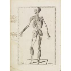 Anatomical print.