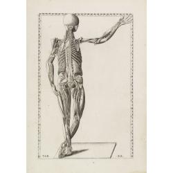 Anatomical print. TAB. XX.