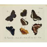 [Butterflies]