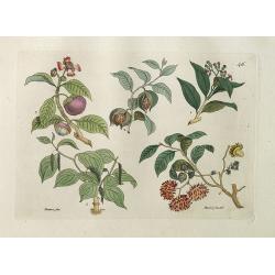 [Sumatra plants ].