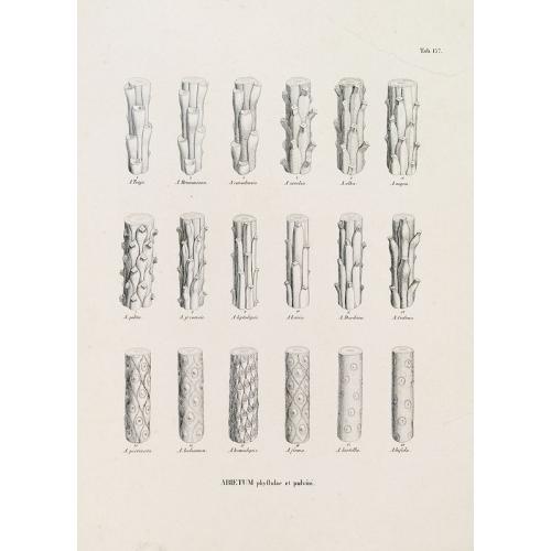 Old map image download for ABIETUM phyllulae et pulvini.s. Tab. 137.