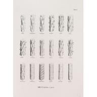 ABIETUM phyllulae et pulvini.s. Tab. 137.