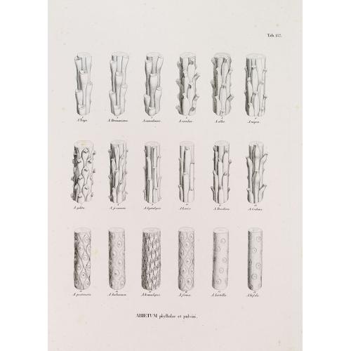 Old map image download for ABIETUM phyllulae et pulvini.s. Tab. 137.