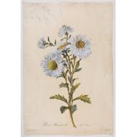Reine-Marguerite. Aster chinensis. L.