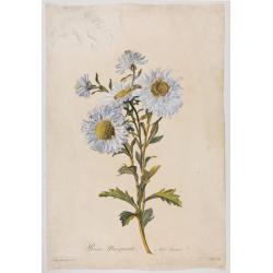 Reine-Marguerite. Aster chinensis. L.