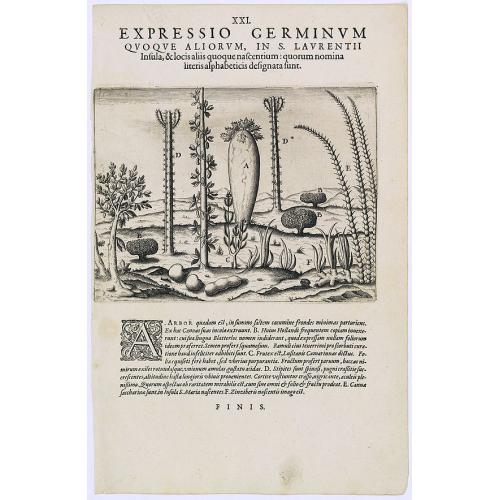 Expressio Germinum Quoque Aliorum, in S. Lavrentii.